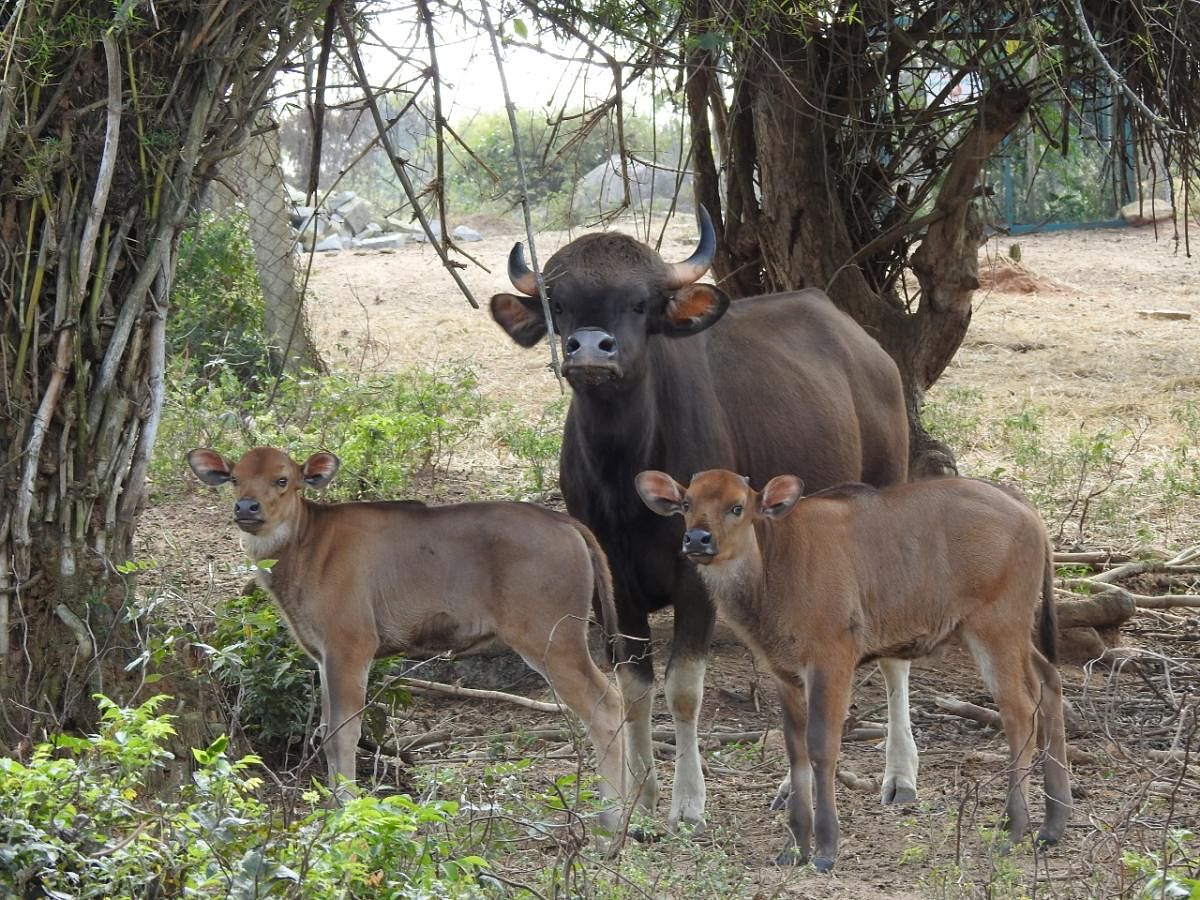 Two Indian gaurs recently delivered a calf each at the Bannerghatta Biological Park.