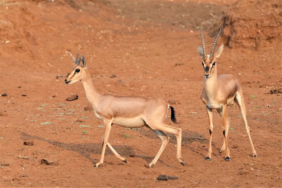 The antelope species caught in one of the camera traps at the state's lone protected area for chinkaras. Credit: DH Photo