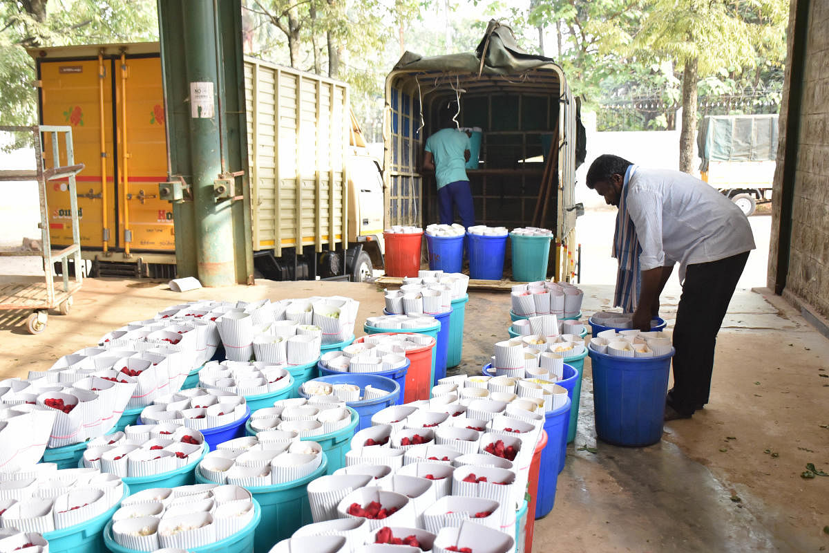 Workers arrange packets of roses for the auction. DH PHOTO/B K JANARDHAN