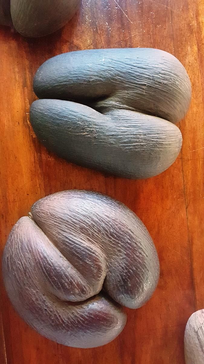 Coco de mer nut