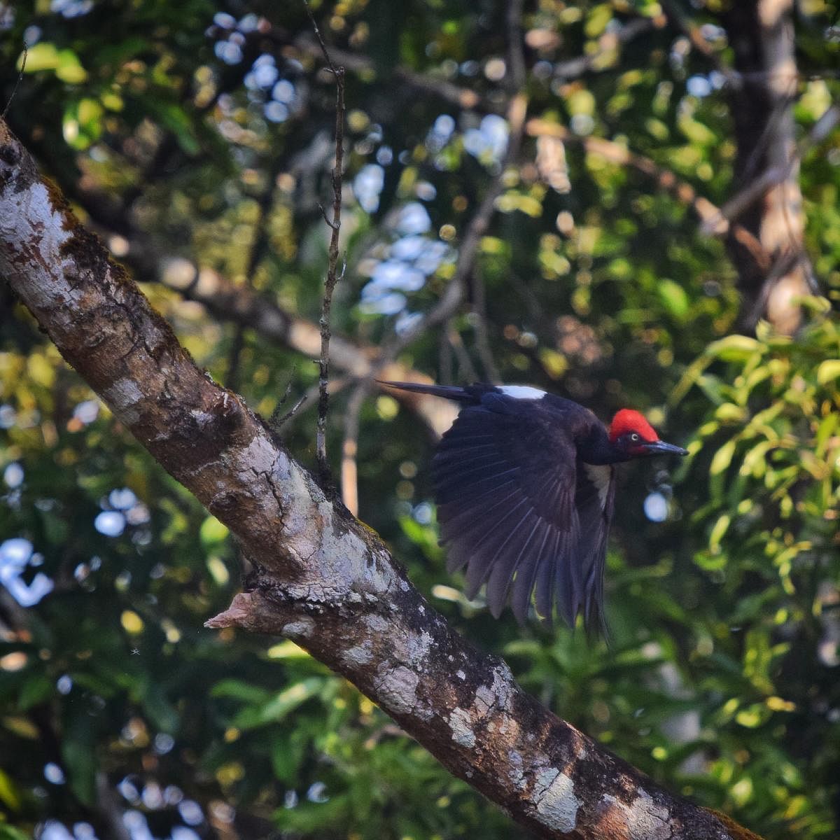 White-bellied woodpecker. Photo by Sharat Anegundi