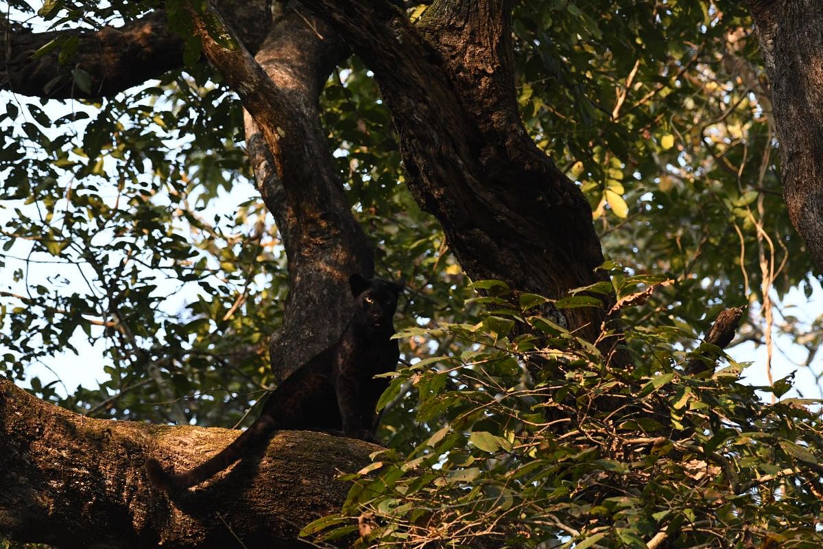 A melanated leopard that has captured the interest of the public. Photo by Vishnumurthy Shanbhag