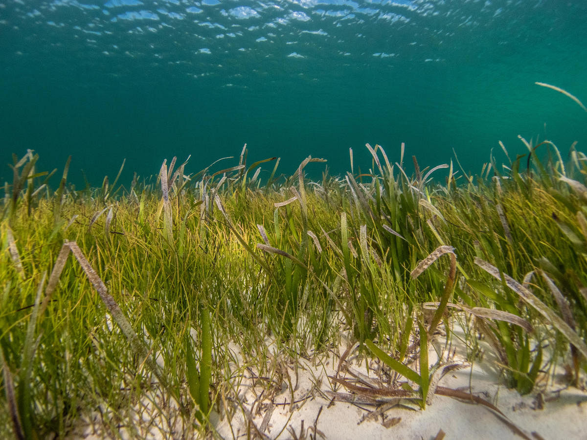 Damaged Seagrass  Science and the Sea