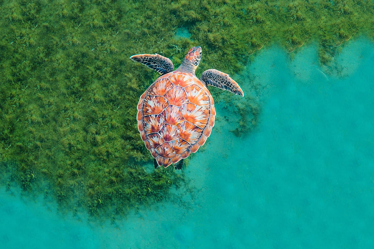 A sea turtle, swimming above seagrass. Michelle Roux 