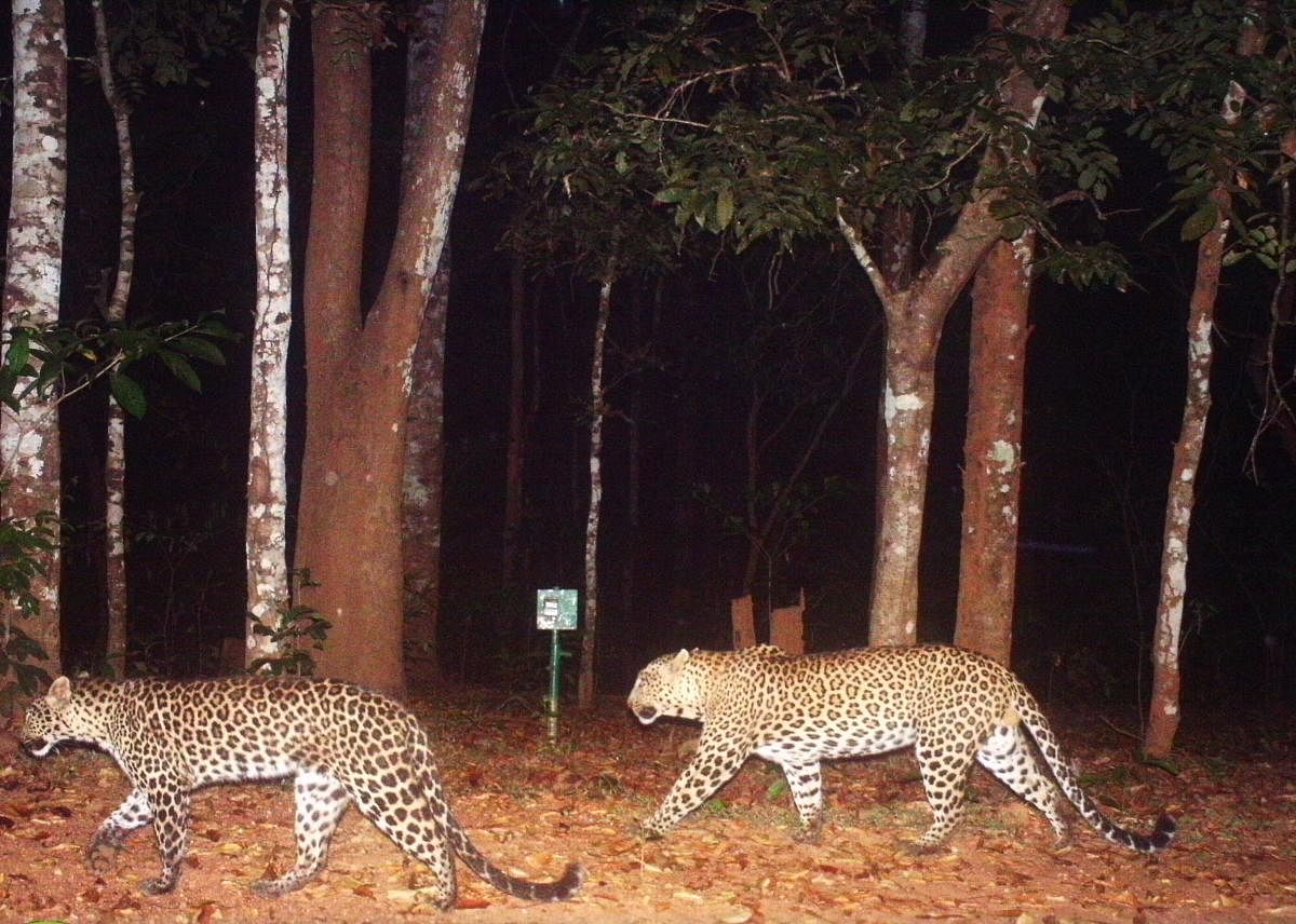 KTR is home to the highest number of leopards in all of the tiger reserves in India – over 200.