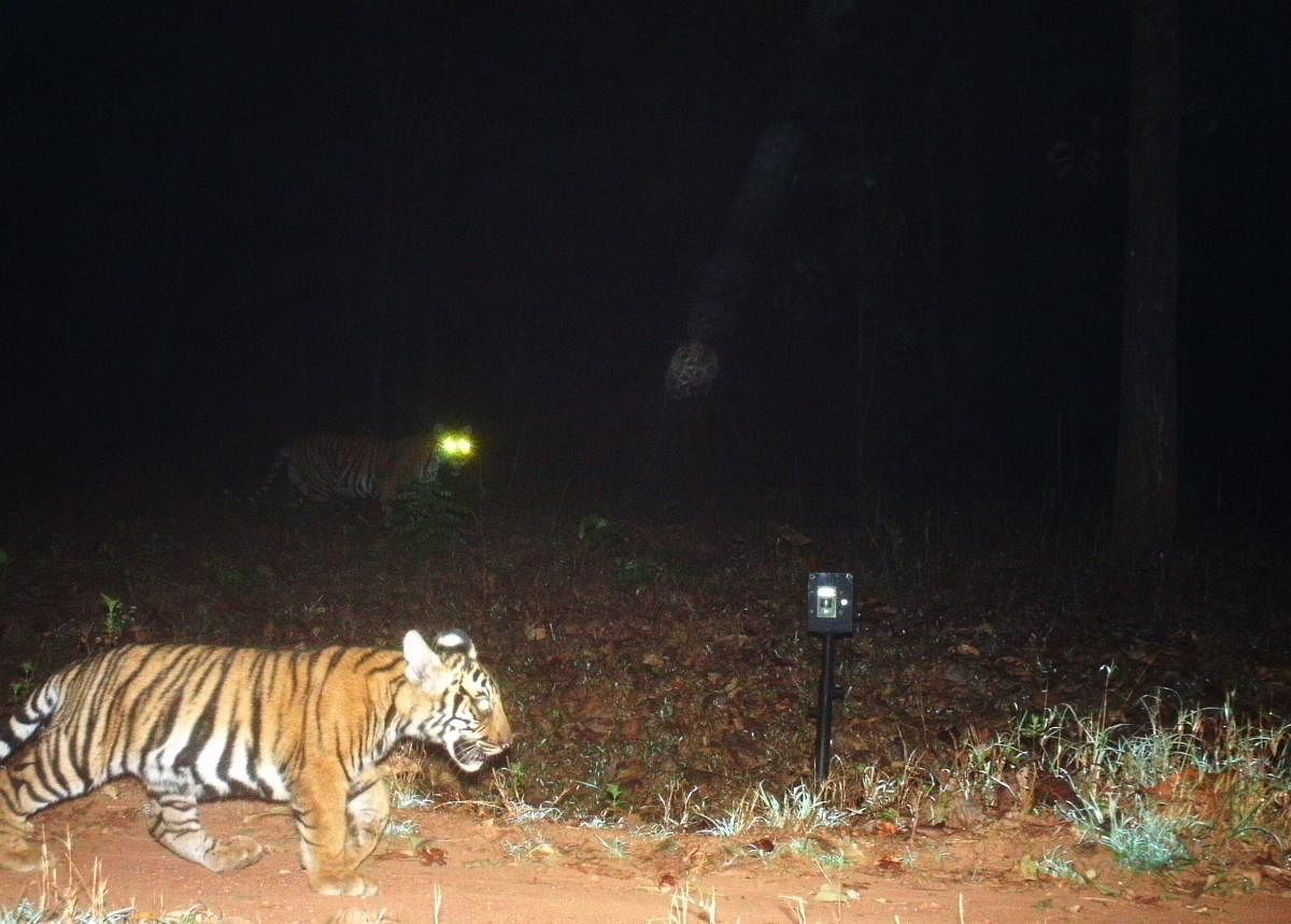 This year, 22 tigers and seven cubs, were recorded on camera trap installed across KTR. However, the guards did not have direct sighting of the big cats during the census. Photo credit: Forest Department