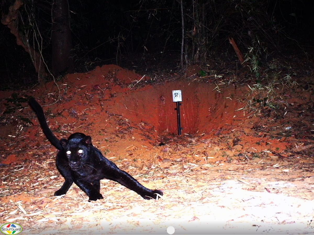 During this year's census forest officials were amazed to record a high number of black panthers in the camera traps.