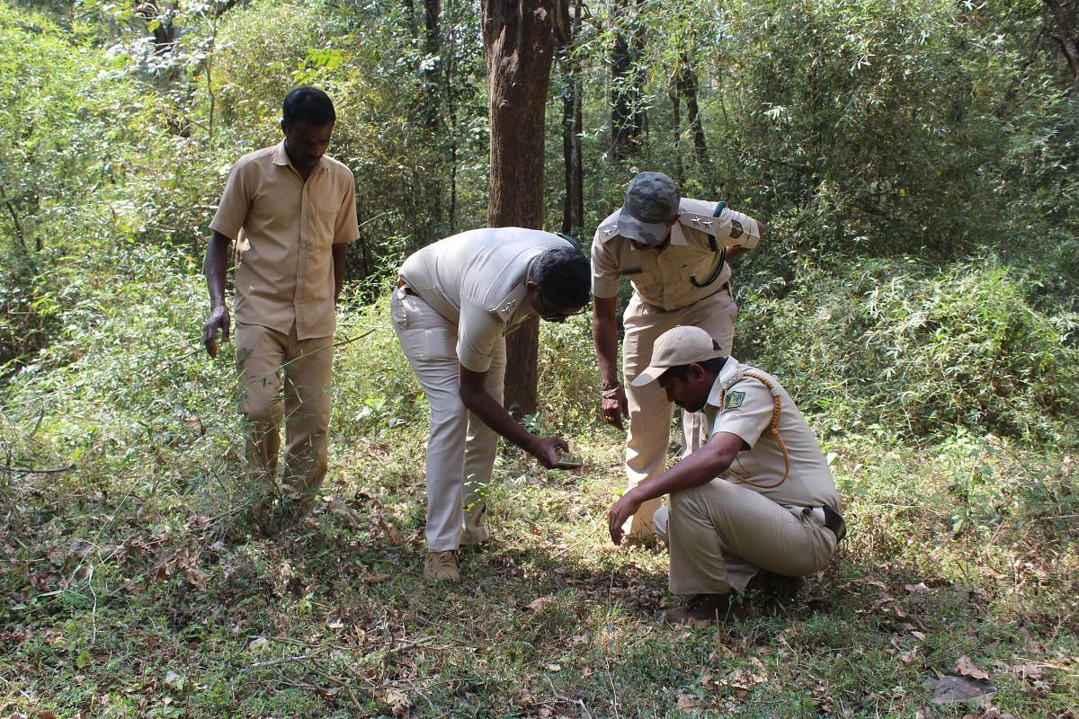 Forest guards examining the pugmarks in Karnataka's Kali Tiger Reserve (KTR). Credit: Pavan Kumar H