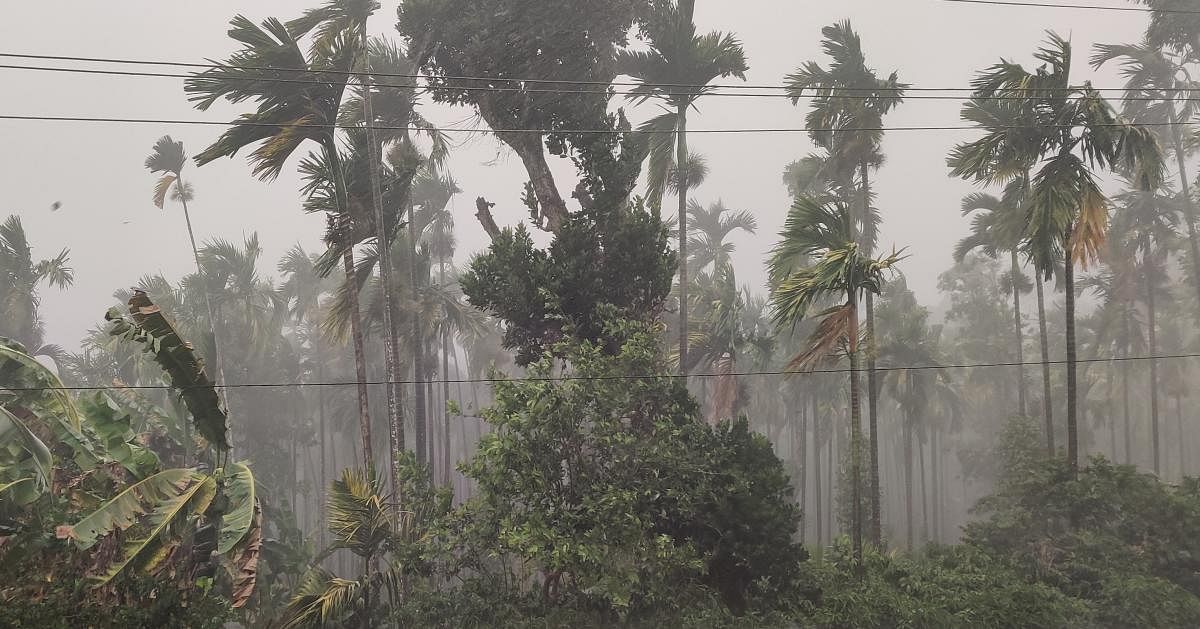 Areca trees sway as heavy rains accompanied by gusty winds lash Kalasa in Chikkamagaluru district.