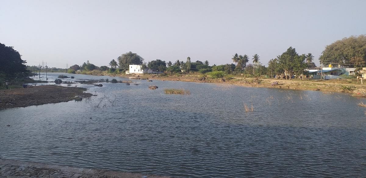 The Jayamangali originates at Devarayanadurga in Tumakuru district. DH Photo