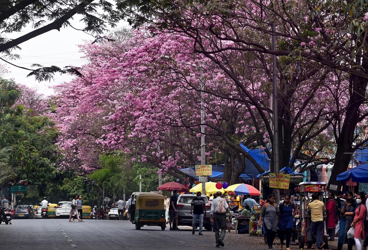 A view of pink flowers bloom on at Jayanagar in Bengaluru on Friday, April 01, 2022. DH PHOTO/PUSHKAR V