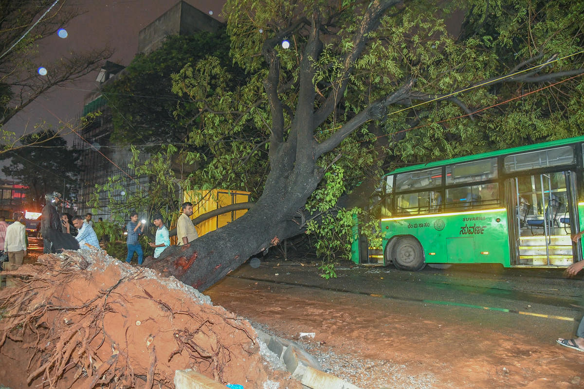 The tree collapsed due to rain and wind on KG Road on Sunday. It damaged a bus, car and auto-rickshaw. DH Photo/S K Dinesh