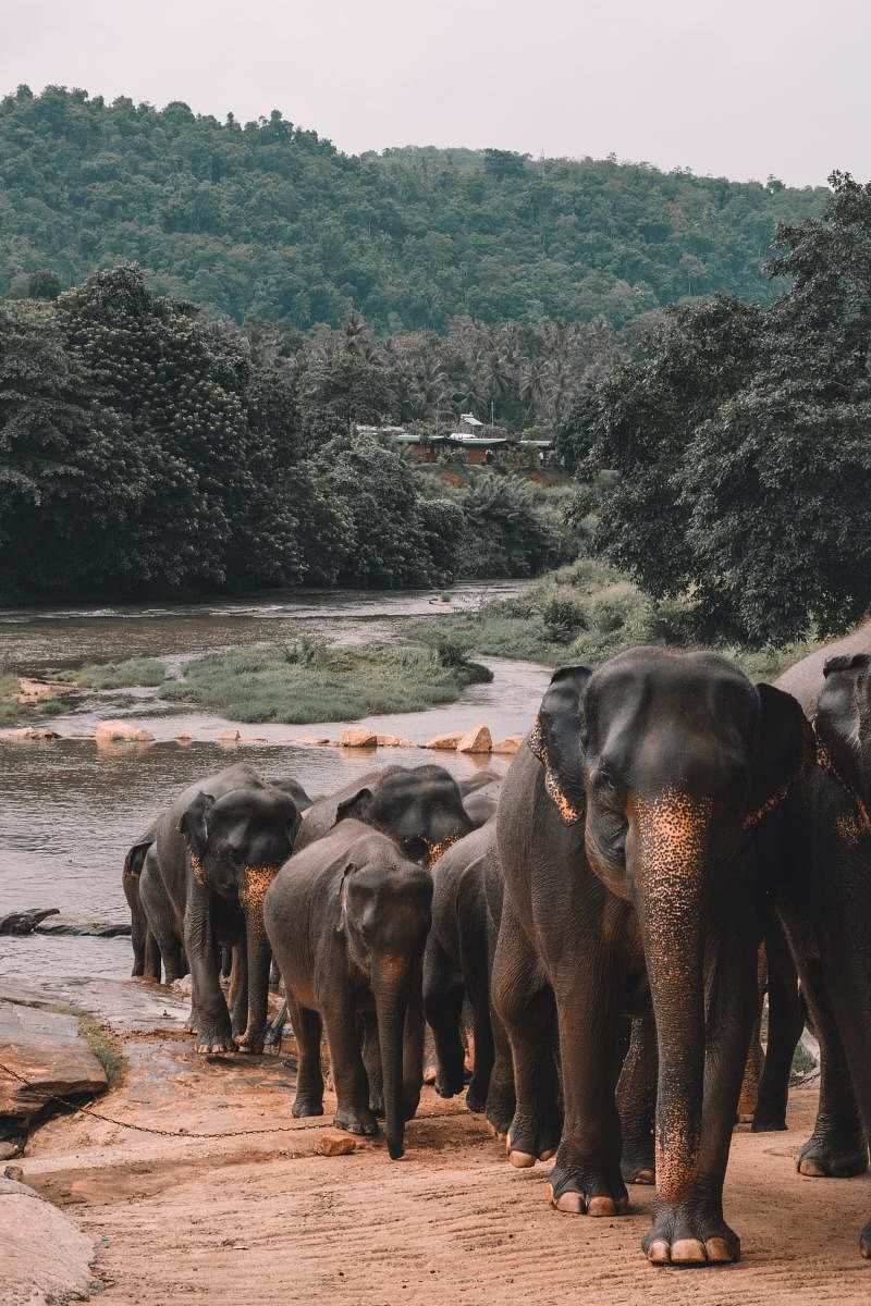 Elephants at the Millennium Foundation