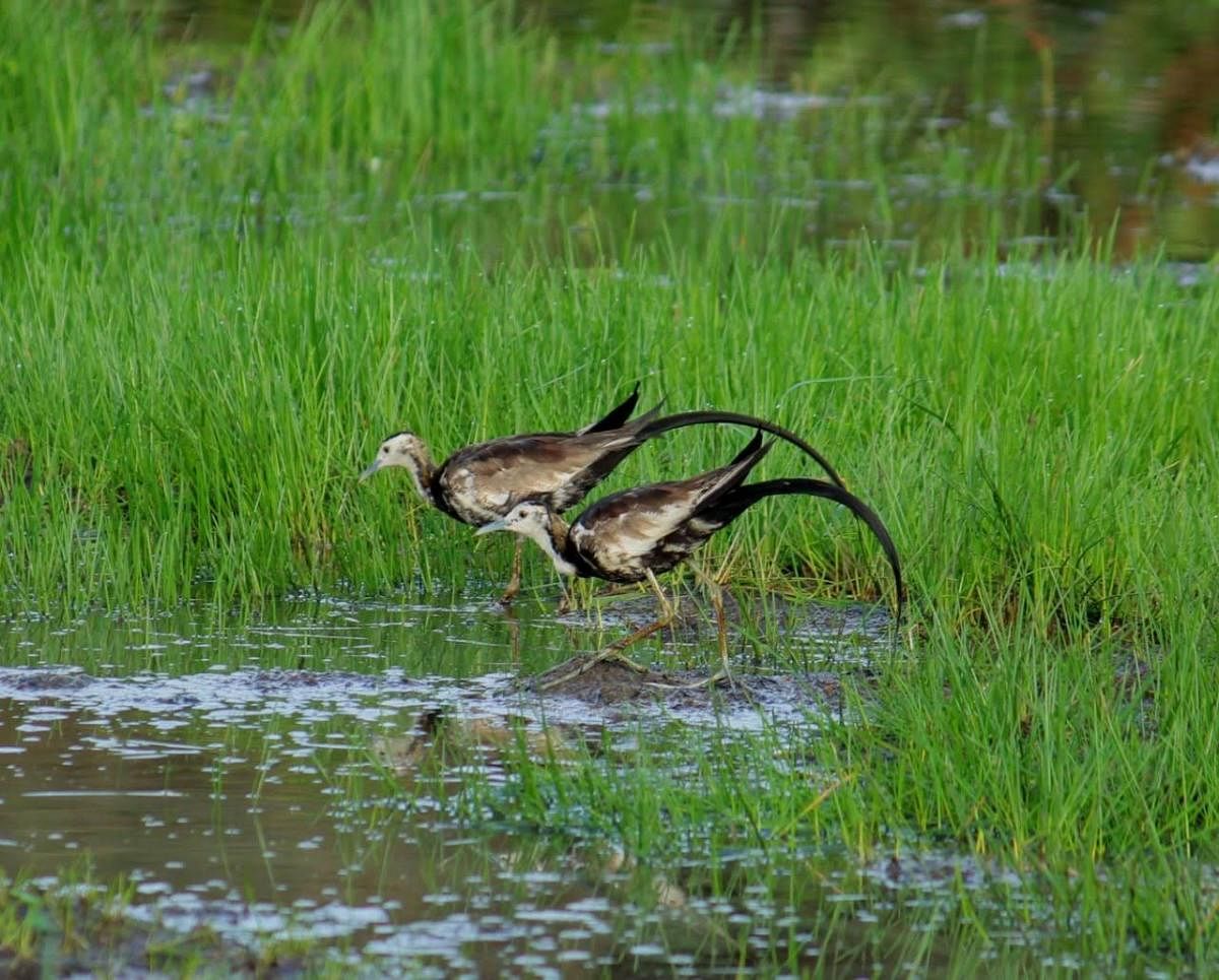 Pheasant-tailed jacana in the wetlands. Credit: Neelam Purti