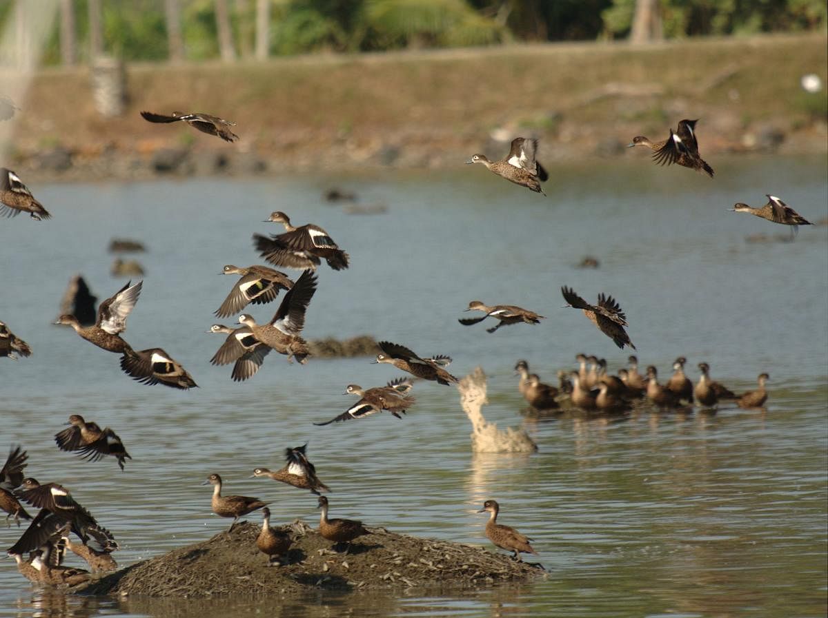 A flock of Andaman Teals at Sippighat. Credit: T R Shankar Raman /Wikimedia Commons
