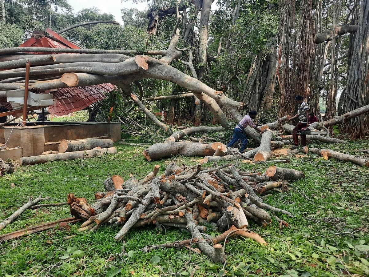Fallen branches of the Big Banyan Tree converted to stumps to be replanted in the area. Credit: DH Photo