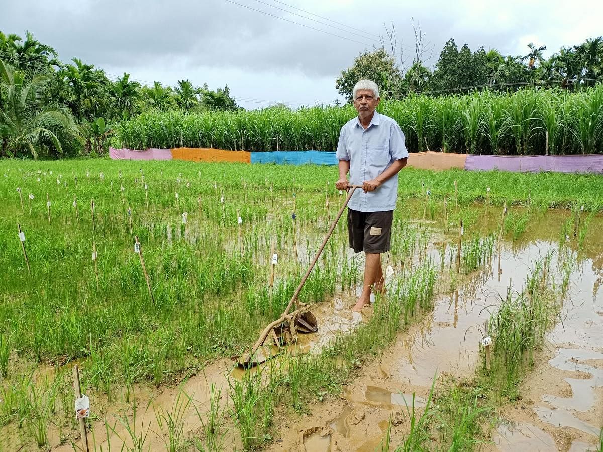 Ramakrishna Bhat cultivating traditional paddy seedlings. DH Photos