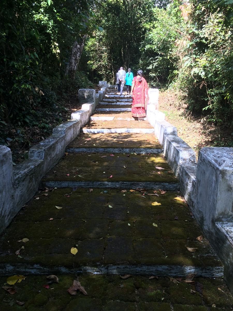 A path in the Peggala devakaad in Kodagu