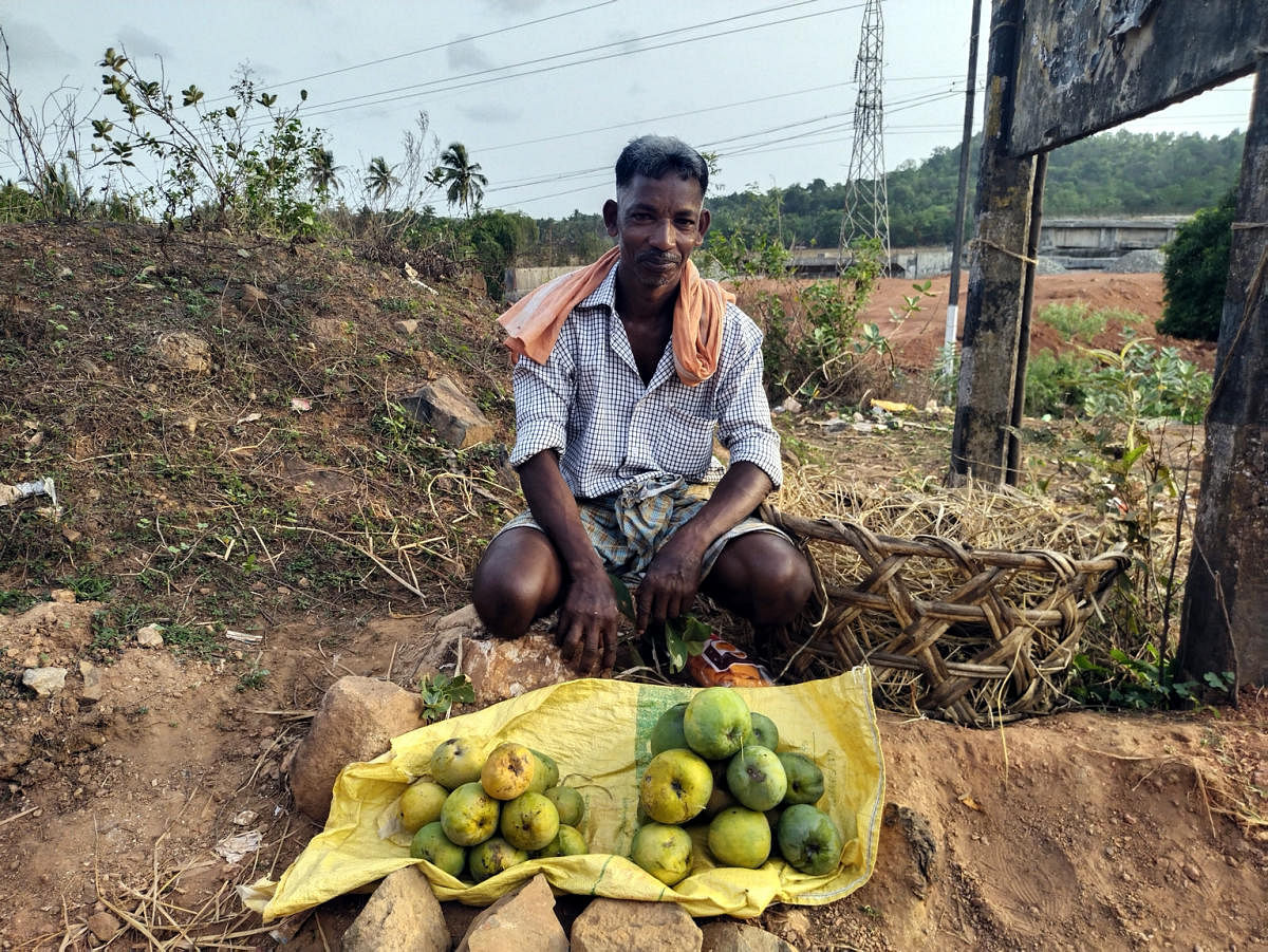 A farmer with mangoes