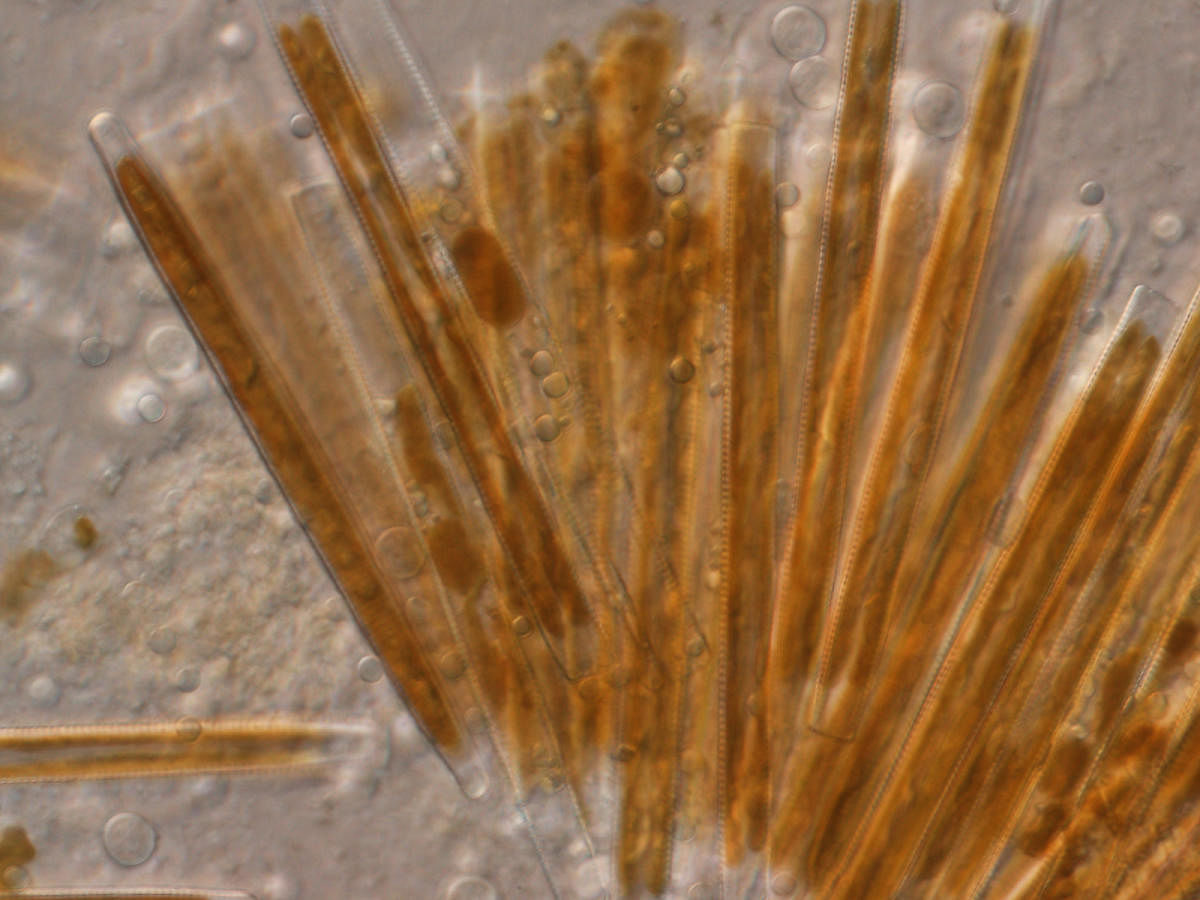 Various species of diatoms. Photos by Neha Wadmare