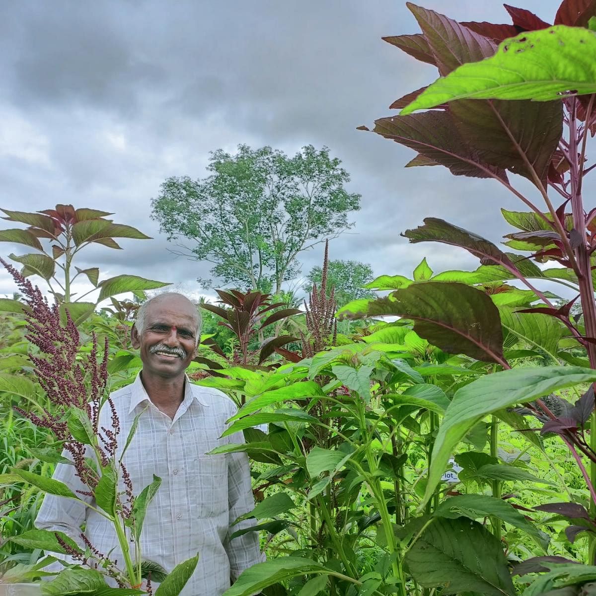 A view of a farmer with the underutilised amaranthus crop. Photos by Komal Kumar 