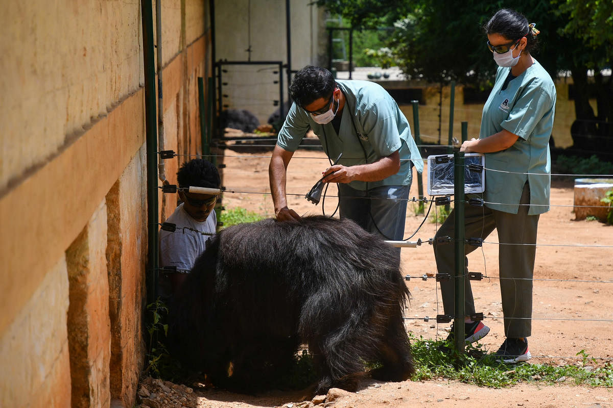 The medical staff lure the bears with honey to scan their injuries.  Credit: DH Photo/ Pushkar V