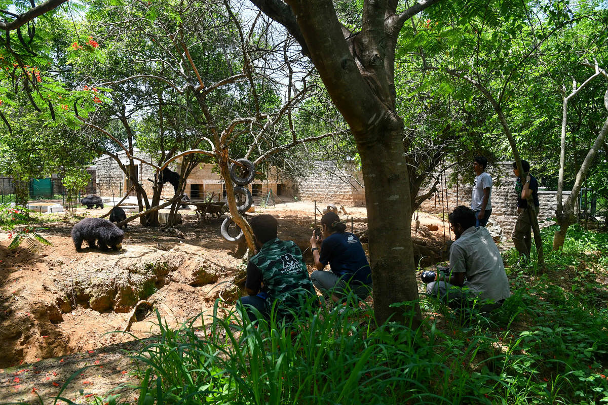 At the slot bear rescue centre in Bannerghatta, the staff are separated from the animals with an electric fence. Credit: DH Photo/ Pushkar V