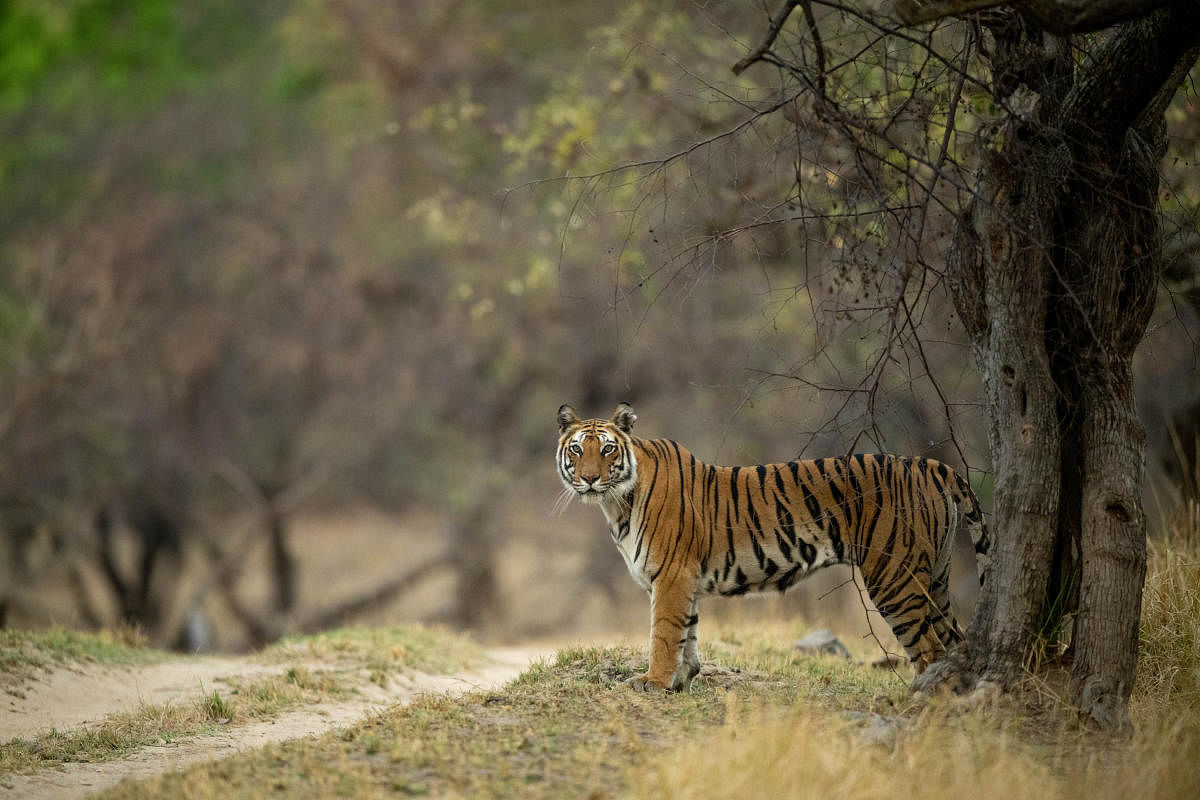 Spotty in Bandhavgarh