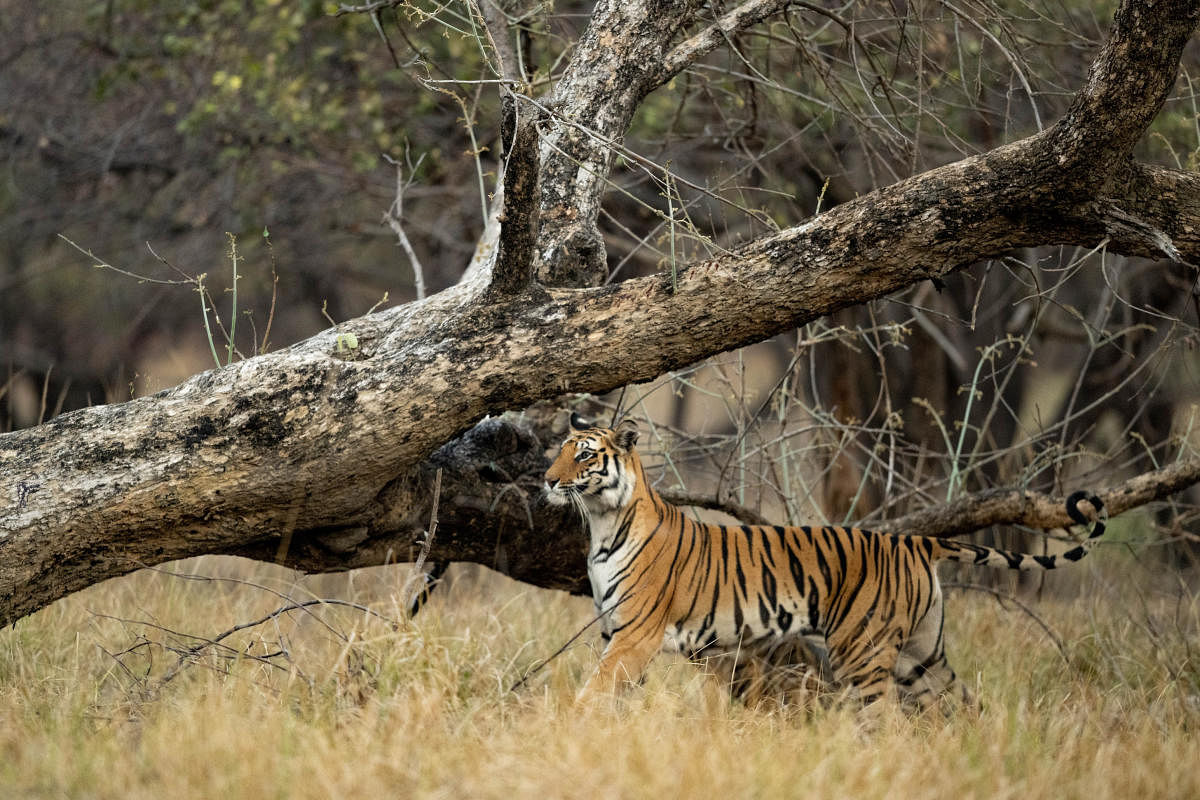 Spotty in Bandhavgarh