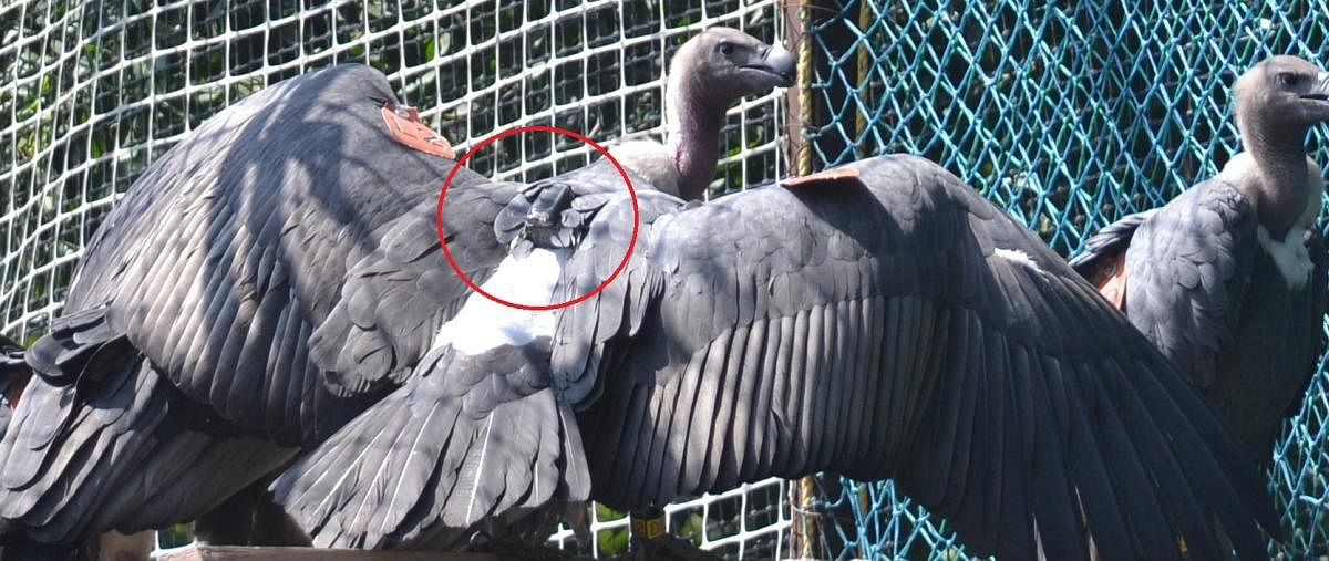 Vulture fitted with a transmitter. Photo courtesy: Vibhu Prakash Mathur