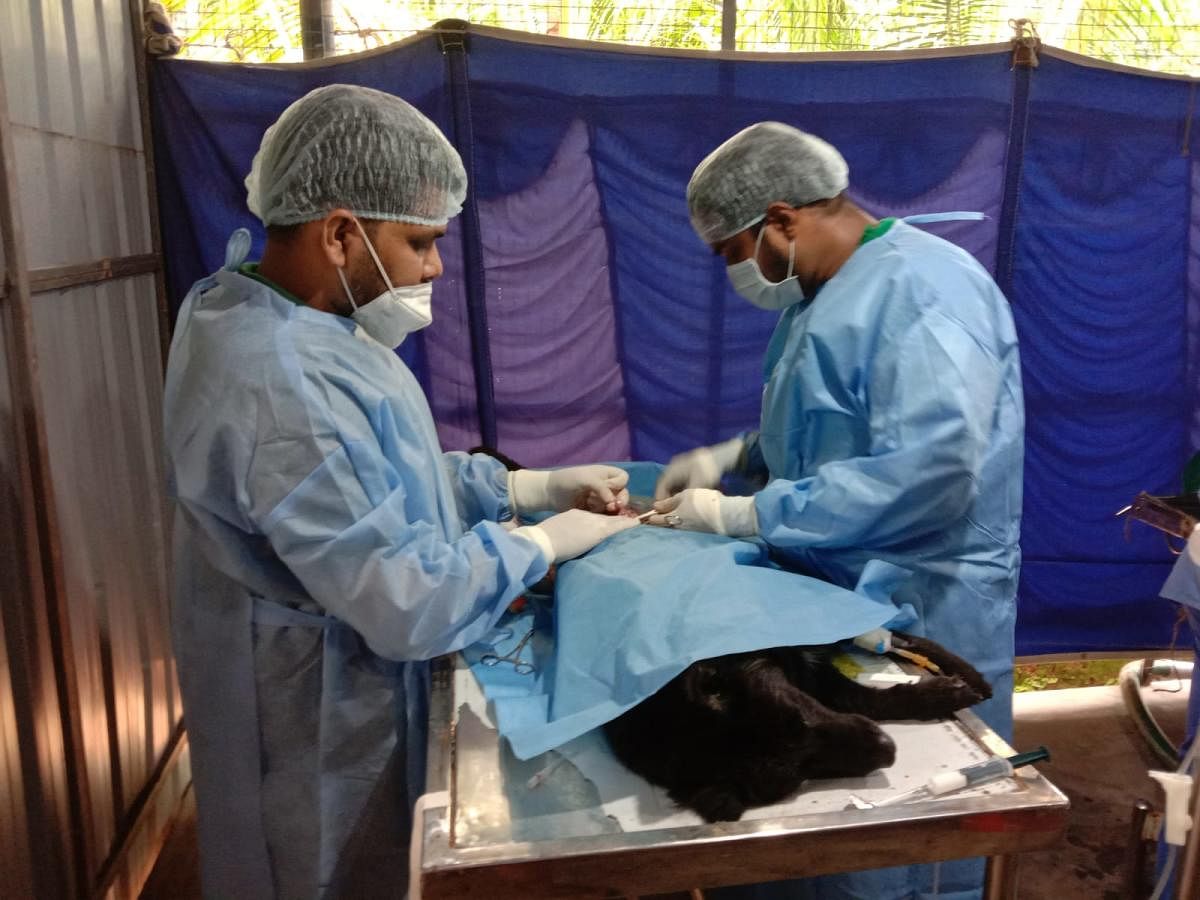A surgery camp organised by the trust for street dogs. Credit: Special arrangement