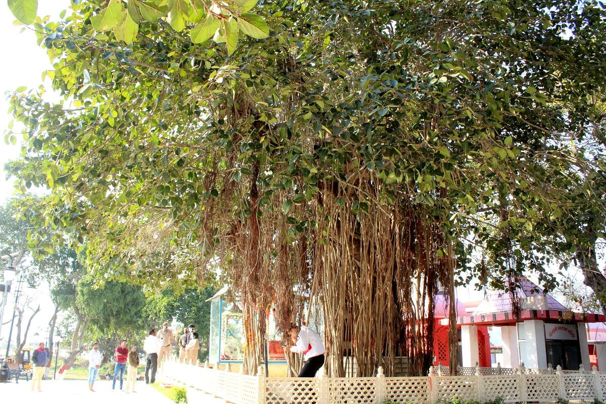 Jyotisar, the 5000-years-old Banyan tree, which is believed to be the only remaining relic from the time of the Mahabharata