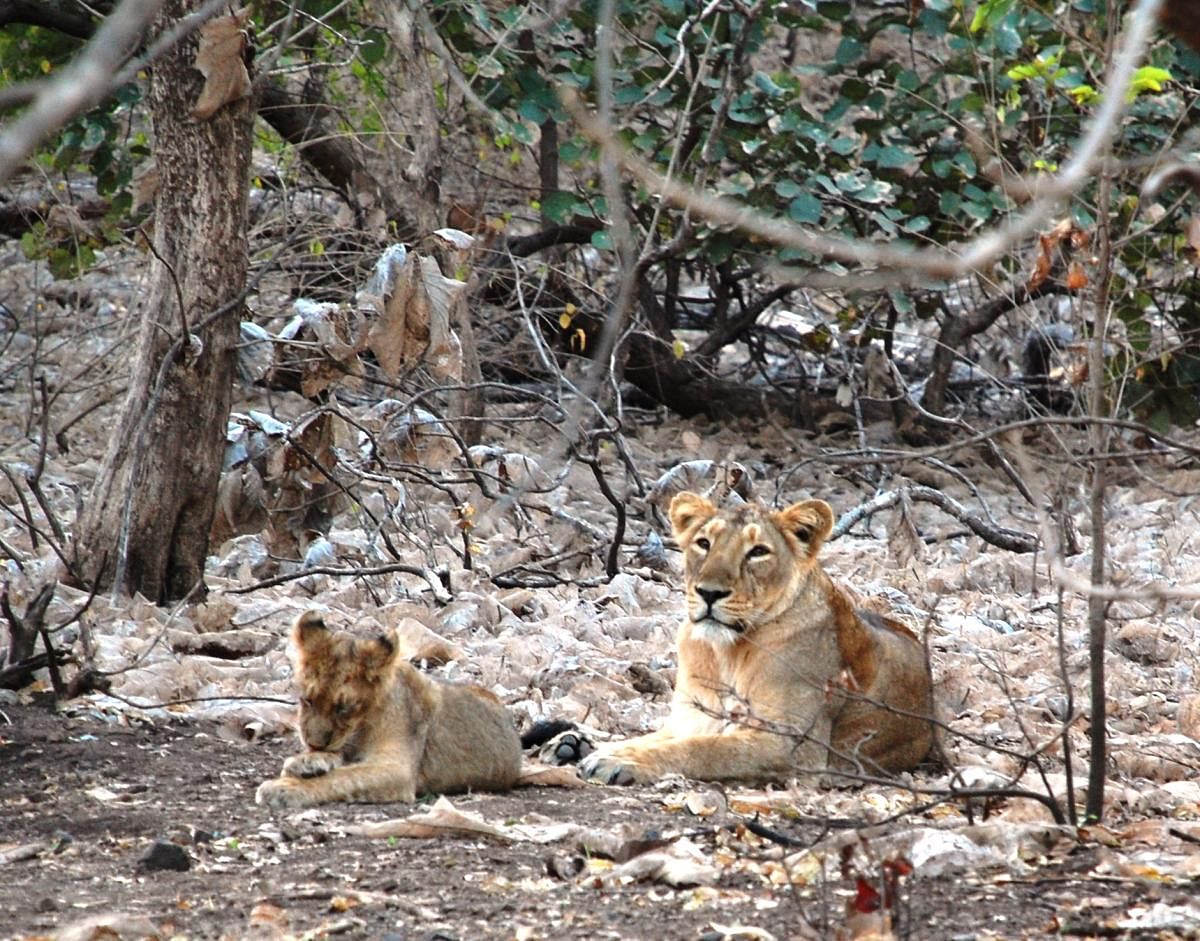 A lioness and her cub at Gir. PHOTO BY AUTHOR