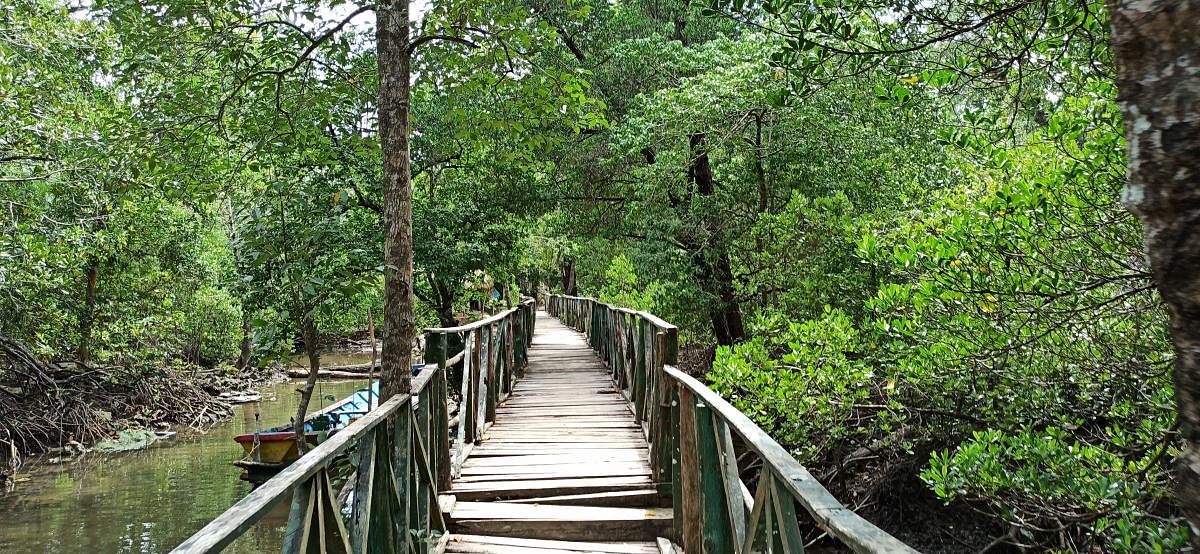 Mangrove forest in Baratang