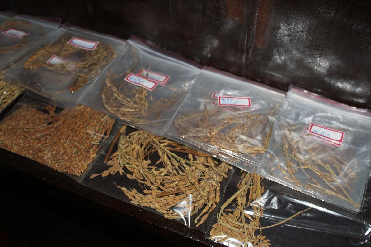 Native rice varieties grown by Abobakker and Asma in Mangaluru. Photos by Siddharth