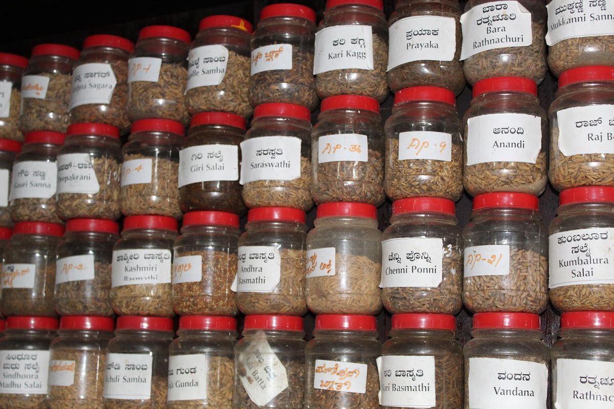 Rice seeds of native varieties conserved in bottles.
