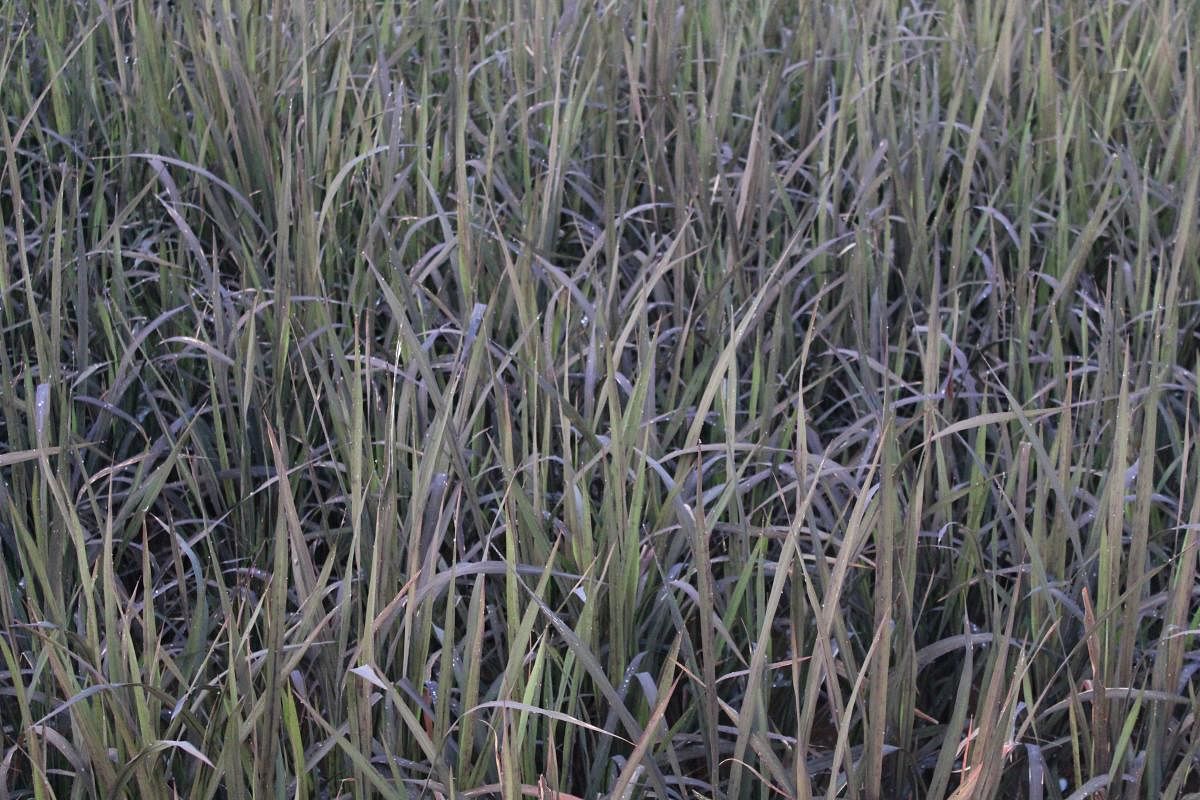 Pesticide-free black rice being grown in Baradi in Karkala taluk.