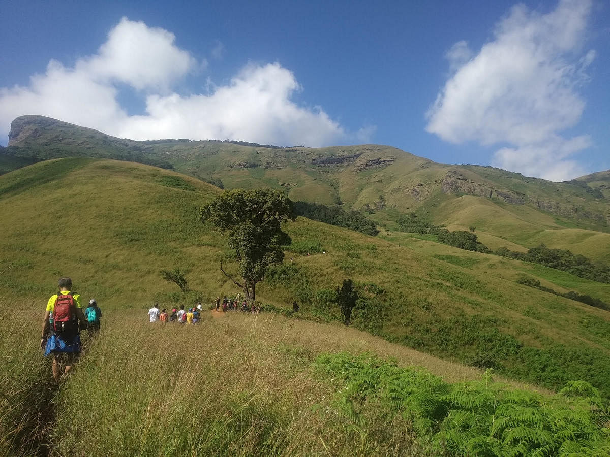 A trek through Kudremukh presents verdant hues, in contrast to the open blue skies. 