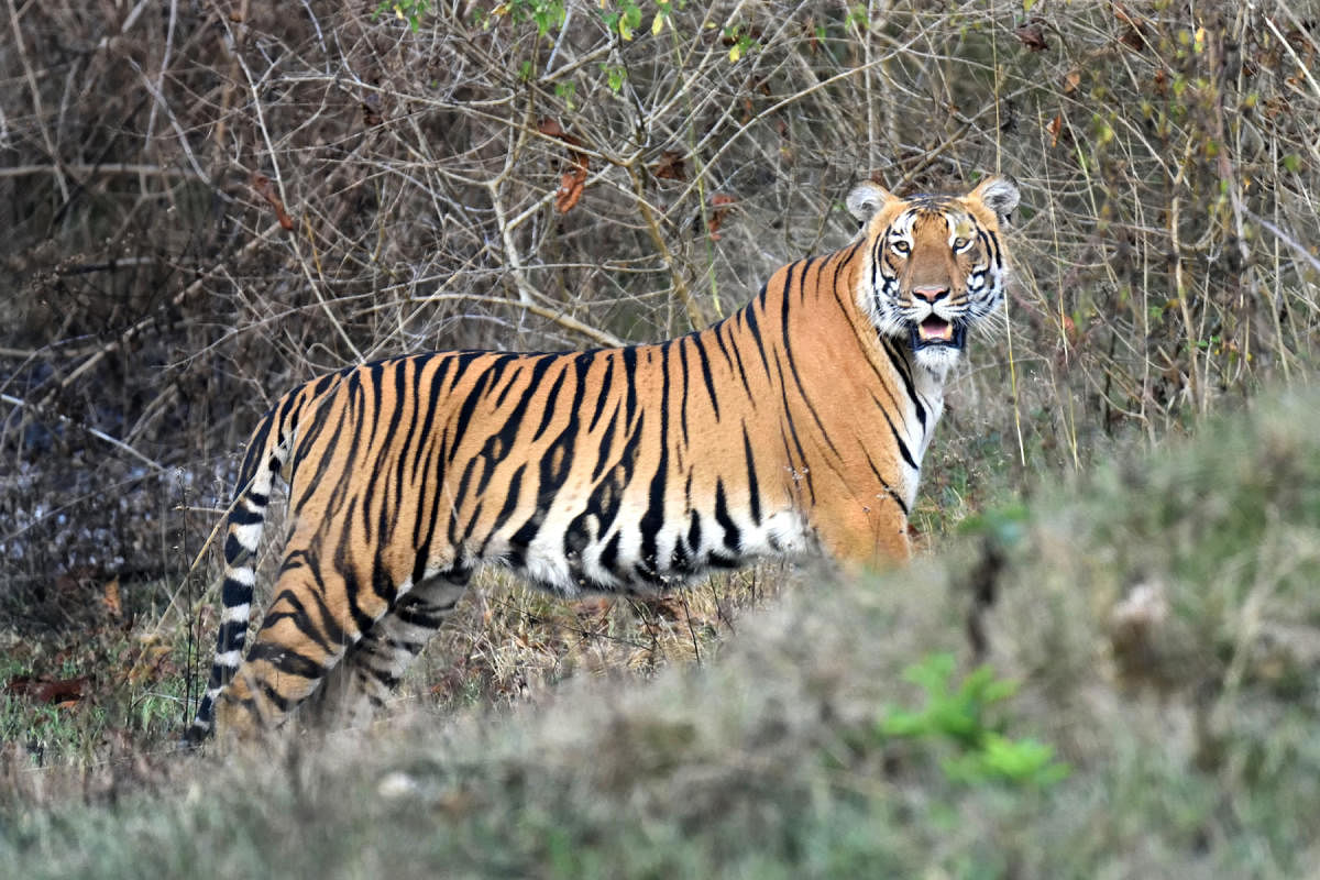The tiger population has clearly increased in Bandipur Tiger Reserve. PHotos By R K Madhu