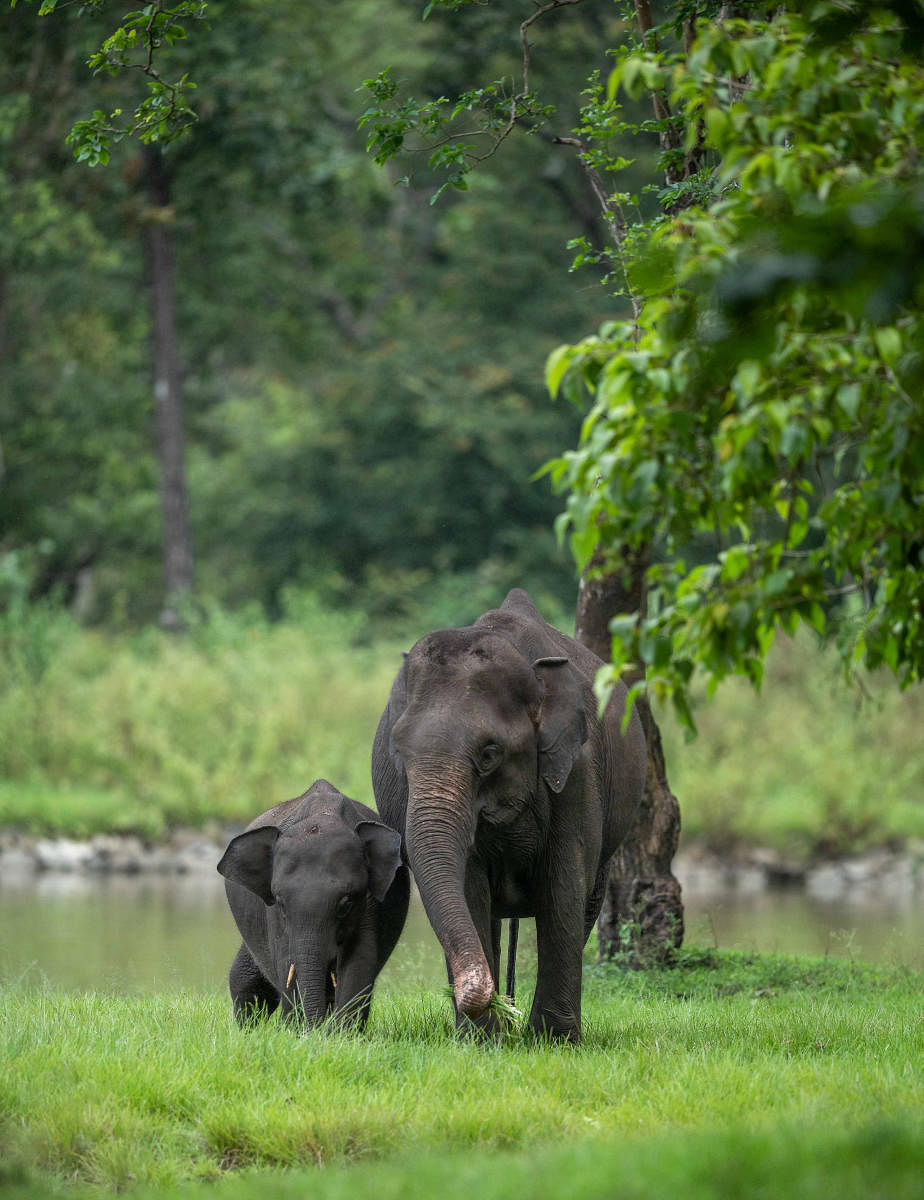 An elephantine walk the talk.
