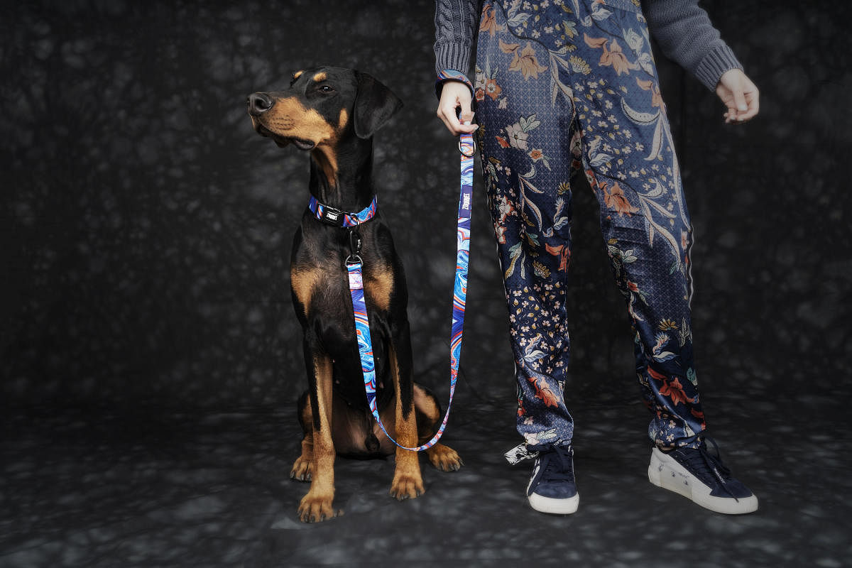 Delhi-based Zoomiez makes leashes and collars.