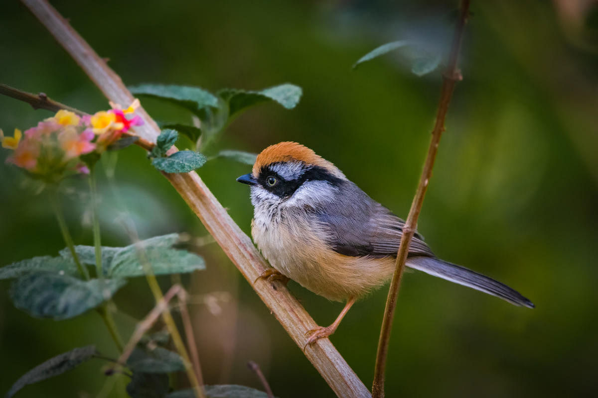 Black-throated Tit. PHOTOS BY AUTHOR