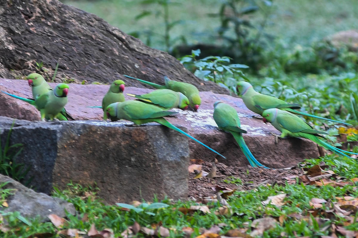 Green parrots in Sri Chamarajendra Park (Cubbon Park), Bengaluru on Sunday. DH Photo: S K Dinesh