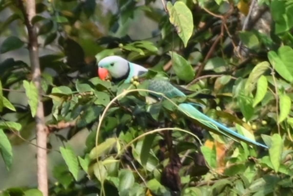 Blue-winged parakeets spotted at the bird festival.