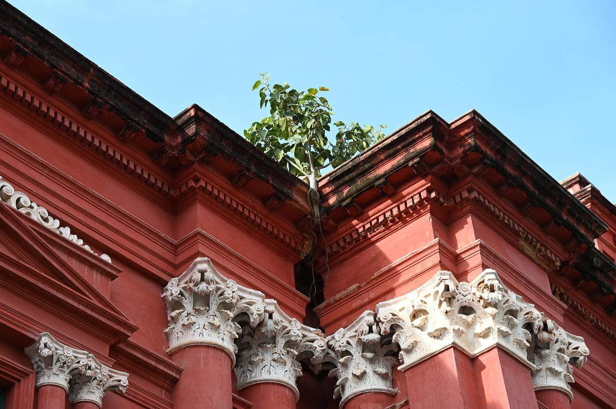 Vegetation growing on the roof of the museum. DH Photo/B K Janardhan