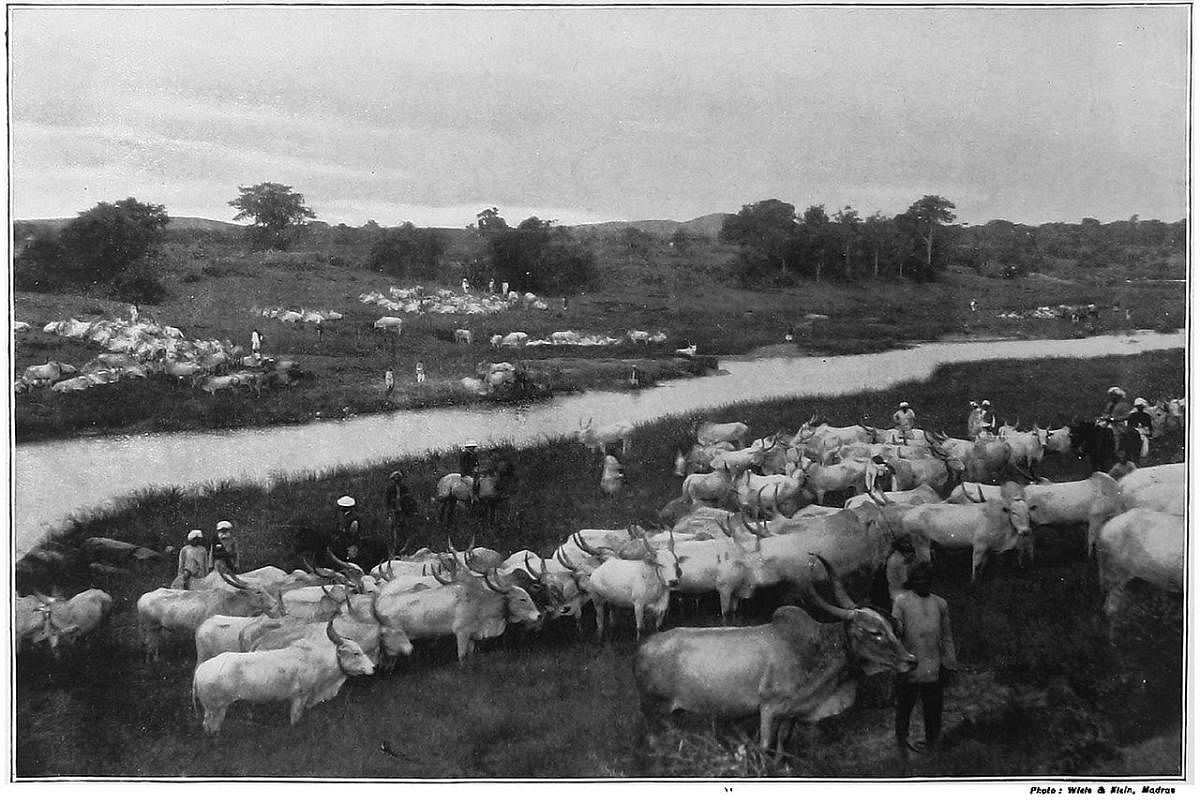 The Commissariat cattle farm at Hunsur, India in 1899, where Amrut Mahal and other breeds were maintained. Photo courtesy: The Queen's Empire/Cassell and Co, London