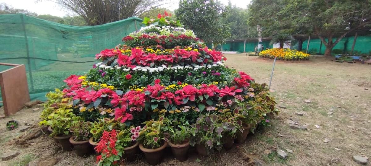 Flowers arranged for the four-day flower and fruit show at Kadri Park in Mangaluru. Credit: DH Photo