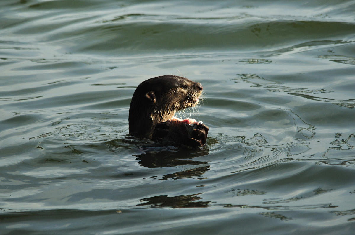 otter