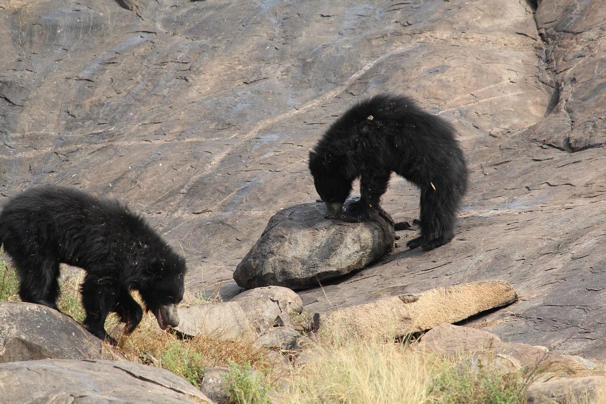 The Daroji Bear Sanctuary near Hampi. Photos by Rijutha Jaganathan