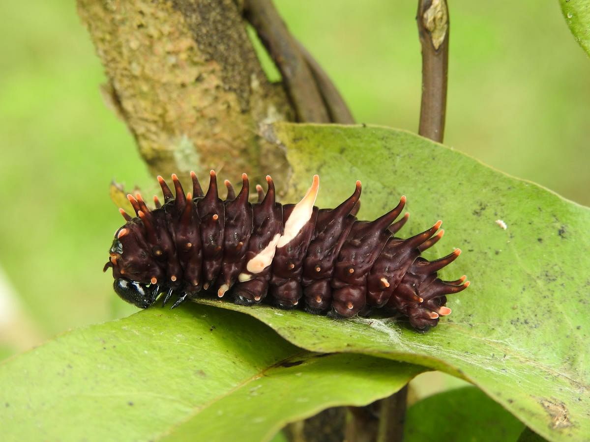 Caterpillar Sahyadri Birdwing 